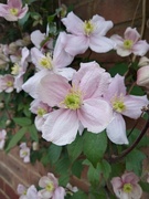 24th Apr 2024 - Clematis 