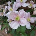 Clematis  by 365projectorgjoworboys