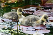 24th Apr 2024 - Such dear little goslings
