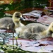 Such dear little goslings by rosiekind