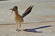 12th Apr 2024 - April 12 Roadrunner IMG_8982AAA