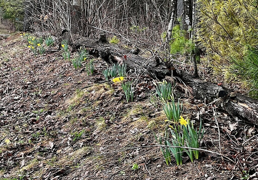 Daffs by sunnygreenwood