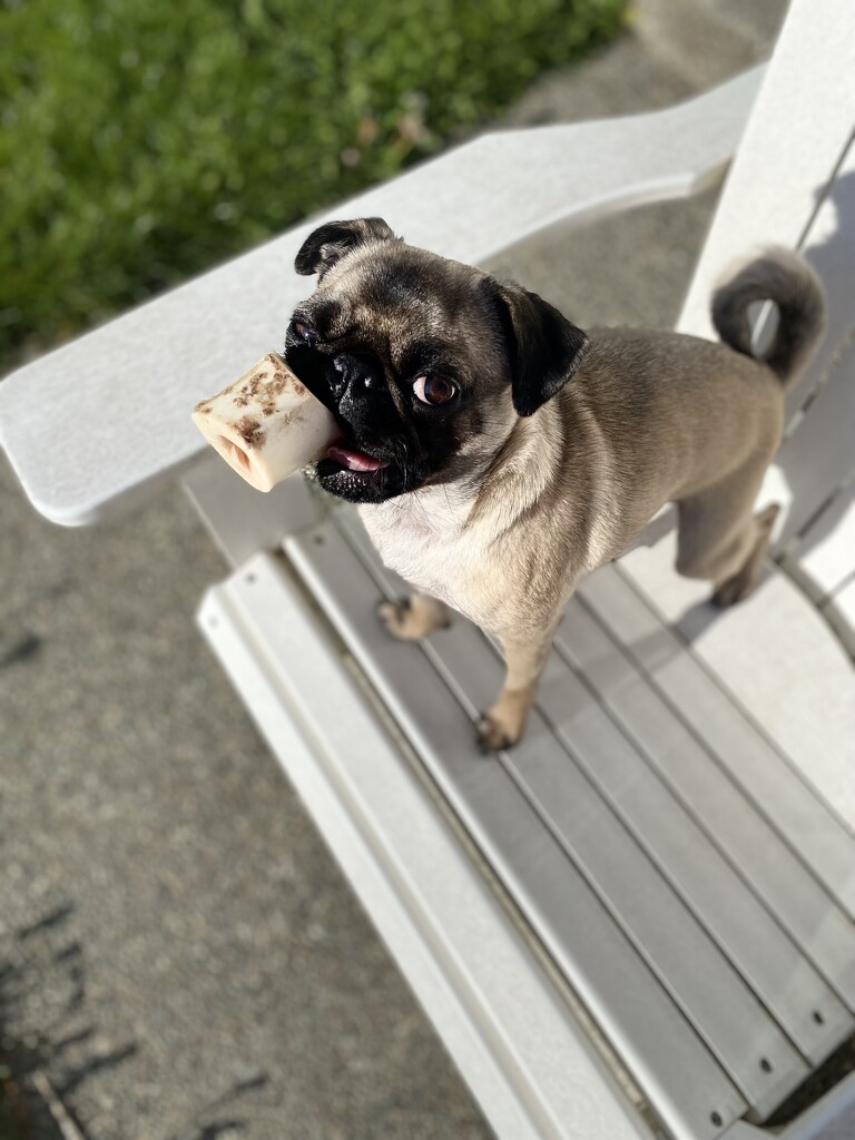 Olive the Pug has a bone by clay88