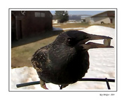 23rd Apr 2024 - Starling at my Bird Feeder