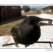 Starling at my Bird Feeder by kbird61