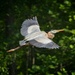 LHG_9598 Great Blue heron  by rontu