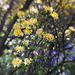 Unidentified yellow flower by tiaj1402
