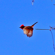 14th Apr 2024 - April 14 Vermilion Flycatcher IMG_9156AAA