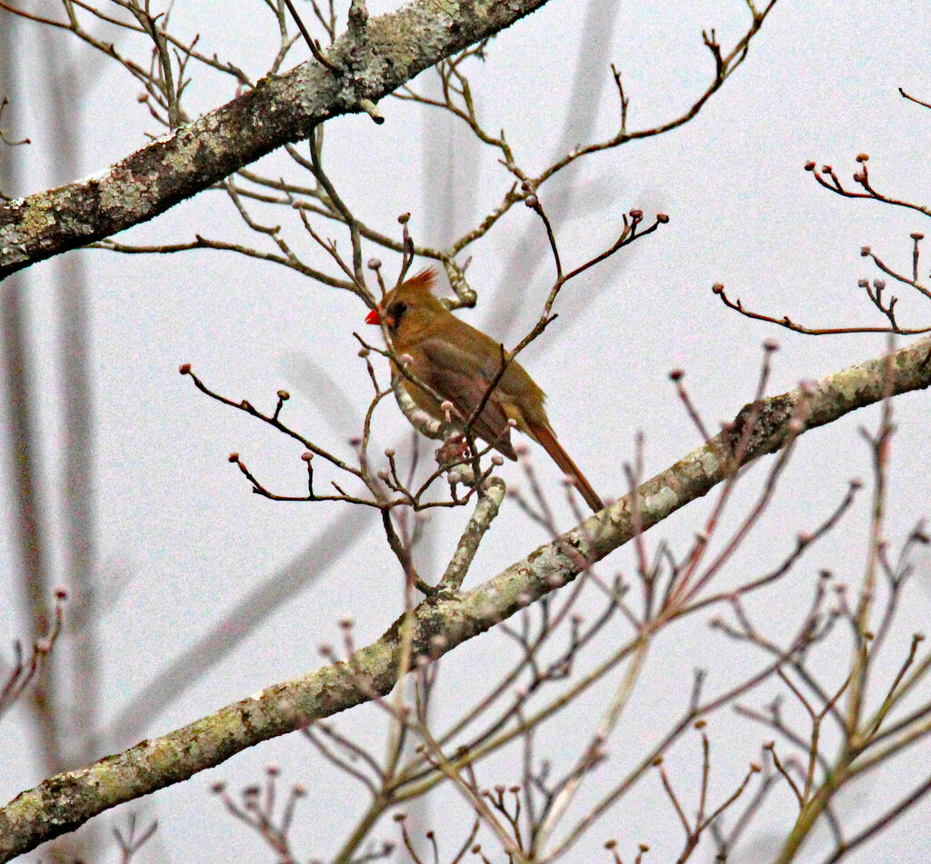 Feb 16 Cardinal Female IMG_7407 by georgegailmcdowellcom