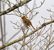 16th Feb 2024 - Feb 16 Cardinal Female IMG_7407