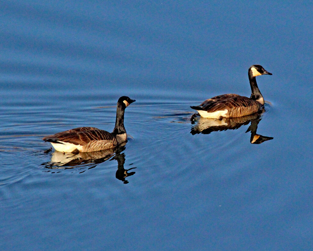 Feb 19 Canadians With Reflections IMG_7450AA by georgegailmcdowellcom