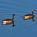 Feb 19 Canadians With Reflections IMG_7450AA by georgegailmcdowellcom