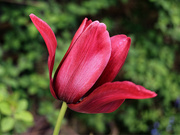 24th Apr 2024 - The Tulip.