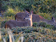 23rd Feb 2024 - Feb 23 Deer On Alert IMG_7470A