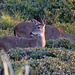 Feb 23 Deer On Alert IMG_7470A by georgegailmcdowellcom