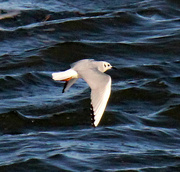 24th Feb 2024 - Feb 24 Sea Gull C U IMG_7578AAA