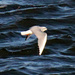 Feb 24 Sea Gull C U IMG_7578AAA by georgegailmcdowellcom