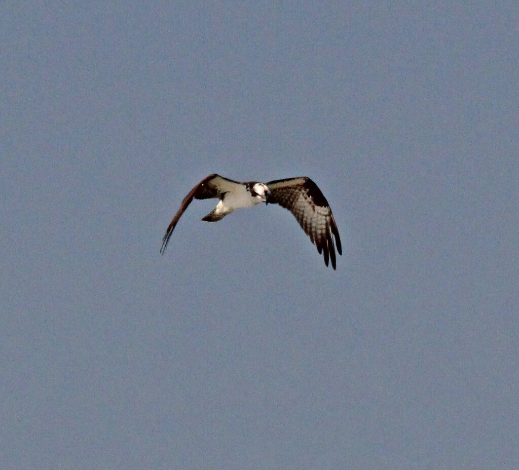 Feb 25 Osprey IMG_7741AAA by georgegailmcdowellcom