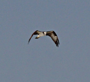 25th Feb 2024 - Feb 25 Osprey IMG_7741AAA