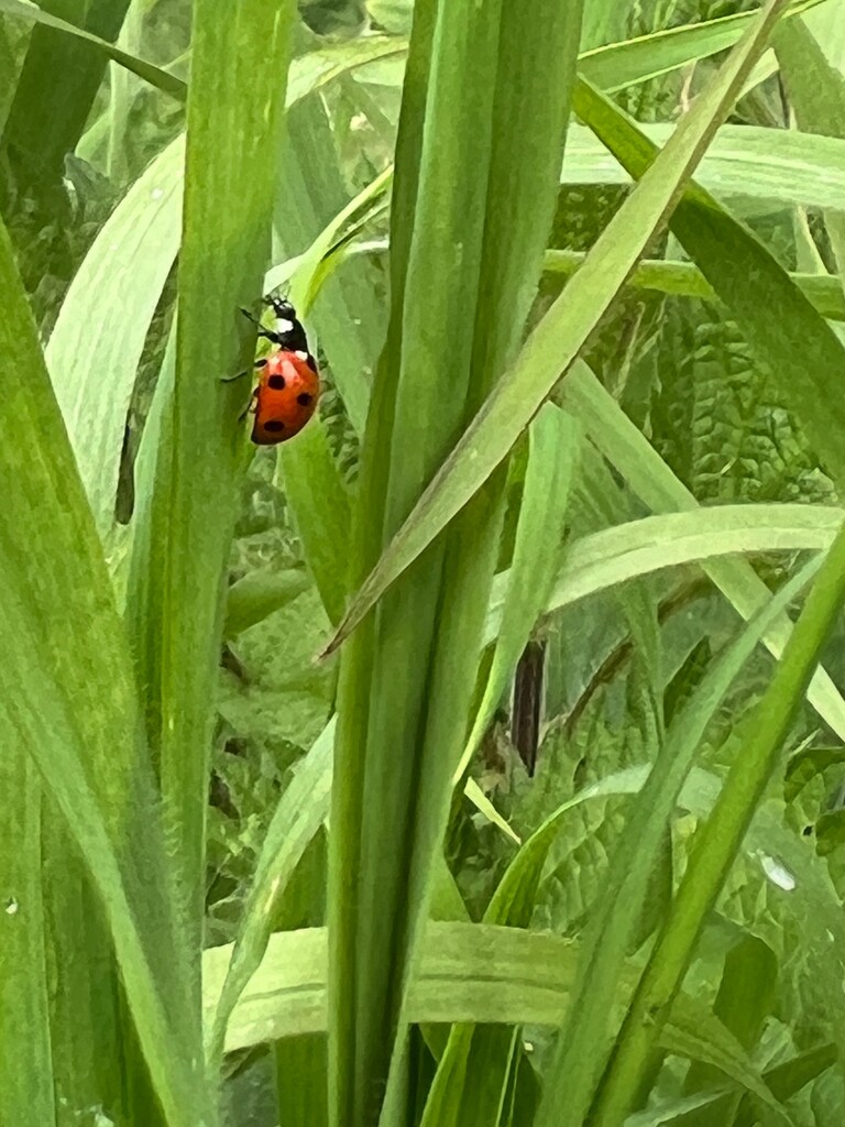 Another ladybird  by gaillambert