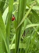 23rd Apr 2024 - Another ladybird 
