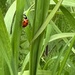 Another ladybird 
