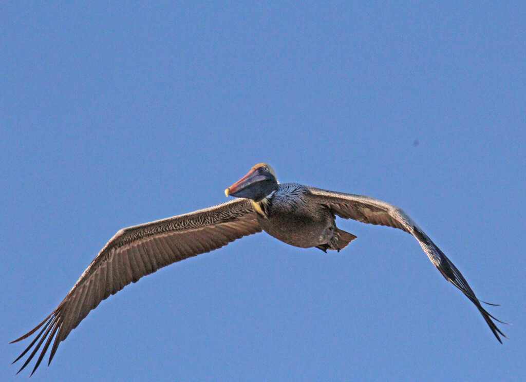 Feb 26 Pelican Flying Toward Condo 2 IMG_7942AAAA by georgegailmcdowellcom