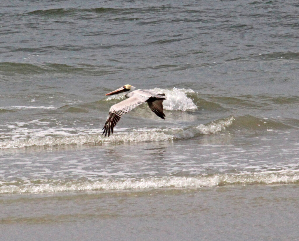 Feb 27 Pelican Over Breaking Waves IMG_8125AAAA by georgegailmcdowellcom