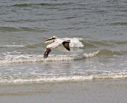 27th Feb 2024 - Feb 27 Pelican Over Breaking Waves IMG_8125AAAA