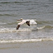 Feb 27 Pelican Over Breaking Waves IMG_8125AAAA by georgegailmcdowellcom