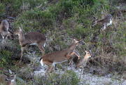 28th Feb 2024 - Feb 28 Deer Explaining JR's Place In Herd IMG_8186AAAAA