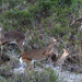 Feb 28 Deer Explaining JR's Place In Herd IMG_8186AAAAA by georgegailmcdowellcom
