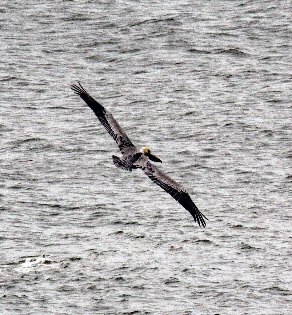 Feb 29 Pelican Banking Right IMG_8369AAA by georgegailmcdowellcom