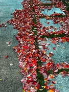 23rd Apr 2024 - Autumn leaves