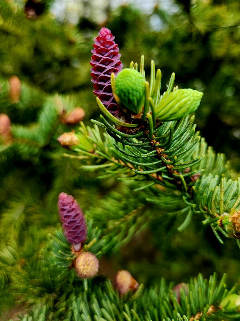 Pinecones in the Making by jo38
