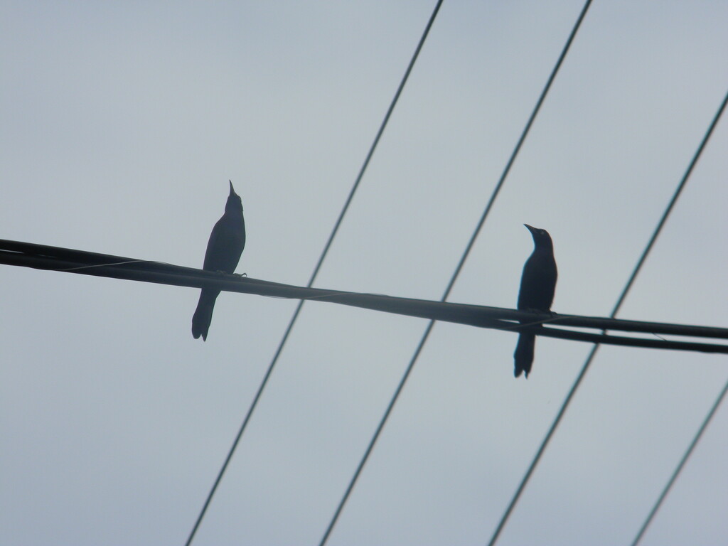 Two Grackles on Wire  by sfeldphotos