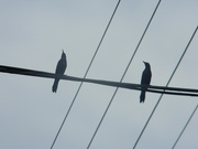 24th Apr 2024 - Two Grackles on Wire 