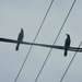 Two Grackles on Wire 