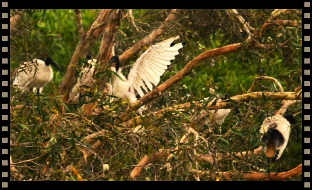 Ibis In The Top Branches Of A Tree ~ by happysnaps