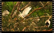 25th Apr 2024 - Ibis In The Top Branches Of A Tree ~