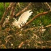 Ibis In The Top Branches Of A Tree ~
