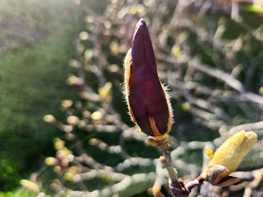 Magnolia Bud by ljmanning