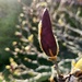 Magnolia Bud by ljmanning