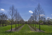 24th Apr 2024 - Ailee' of trees - Cox Arboretum