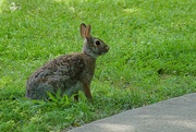 24th Apr 2024 - Bunny!
