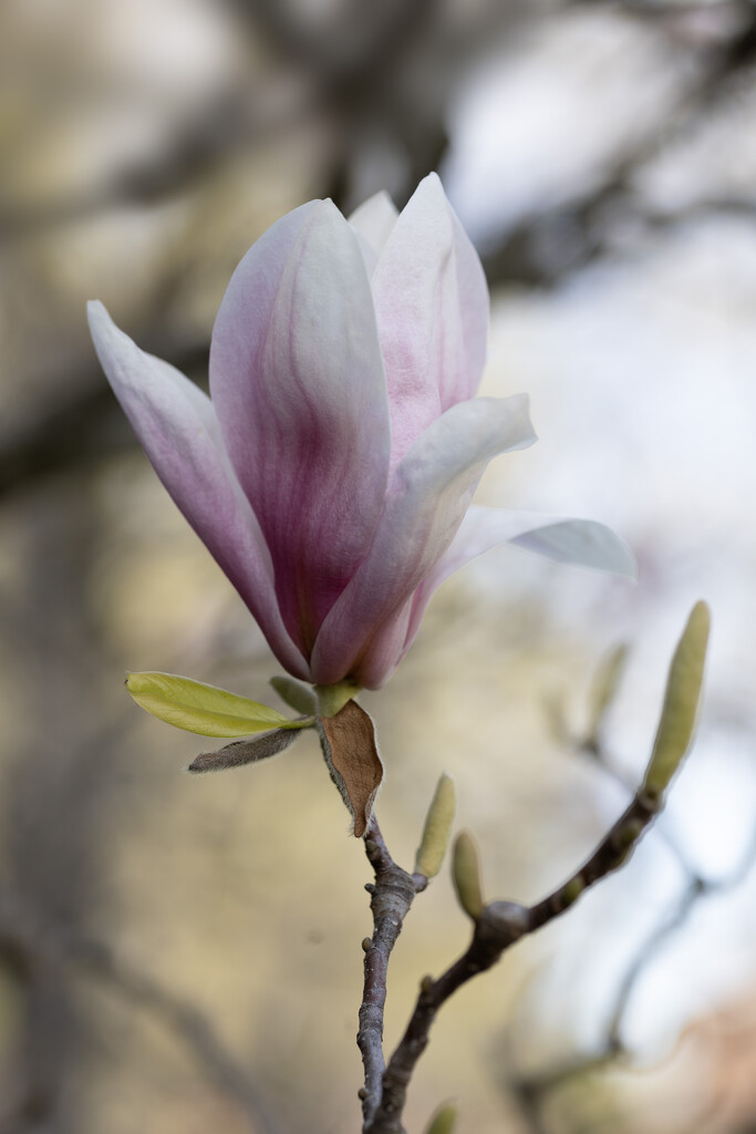 Magnolia Bloom by pdulis
