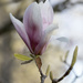 Magnolia Bloom by pdulis