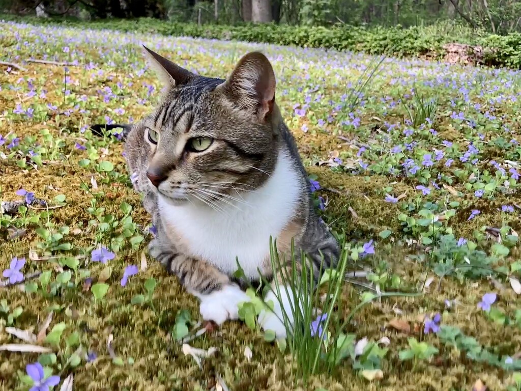 Spring violets by jgcapizzi