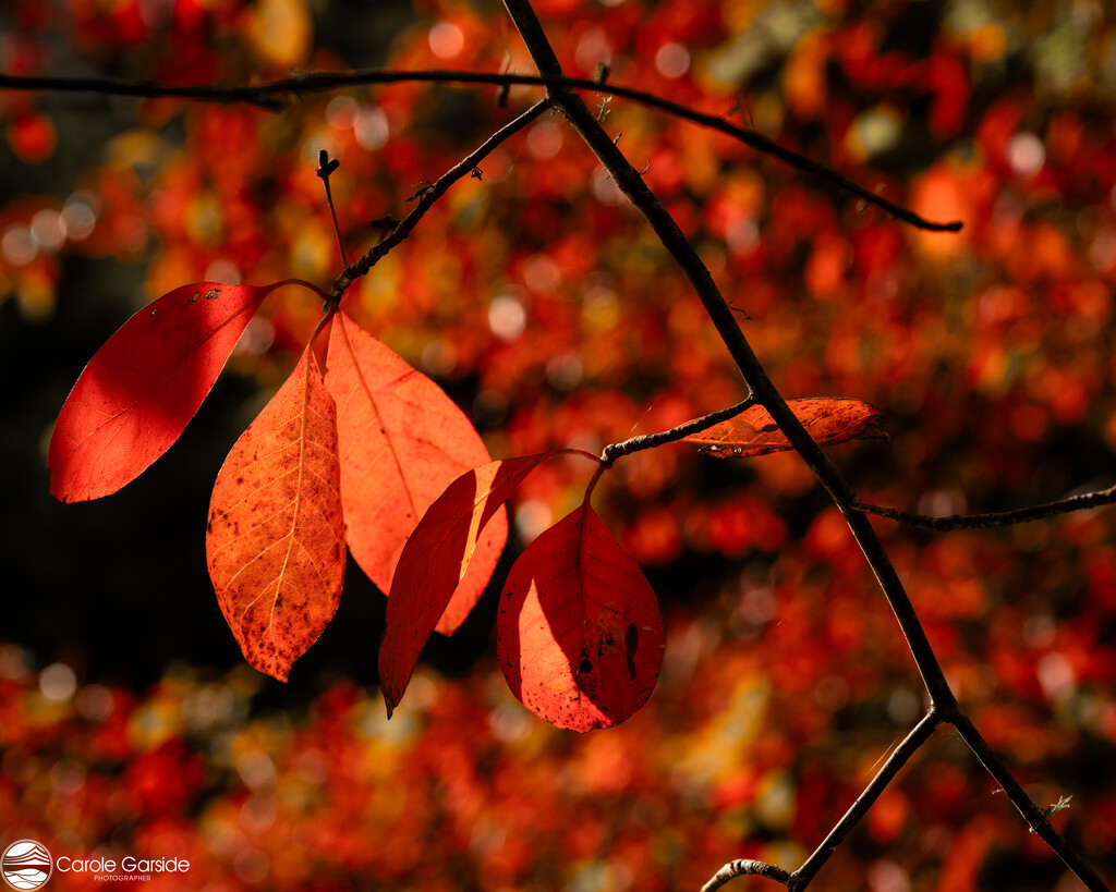 Red leaves of Autumn by yorkshirekiwi