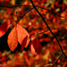 Red leaves of Autumn